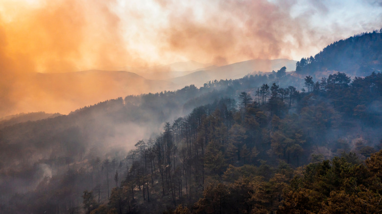 Smoke from a wildfire over a forest