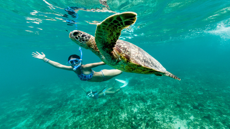 Woman swimming with a turtle