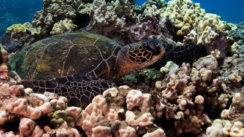 Coral reef in Turtle Town