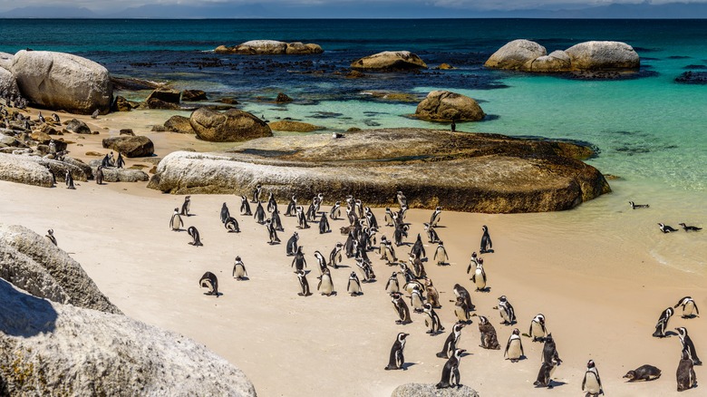 The penguins at Boulders Beach