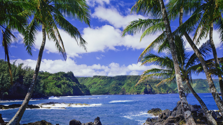 palm trees by ocean