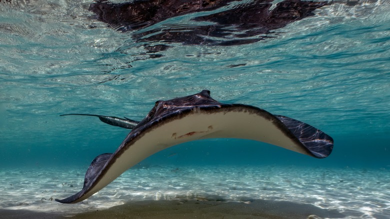 Stingray near Bimini islands, Bahamas