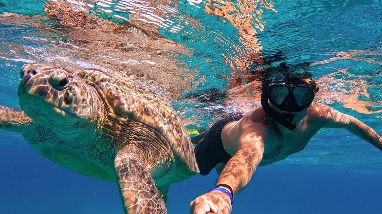 Snorkelers near a turtle