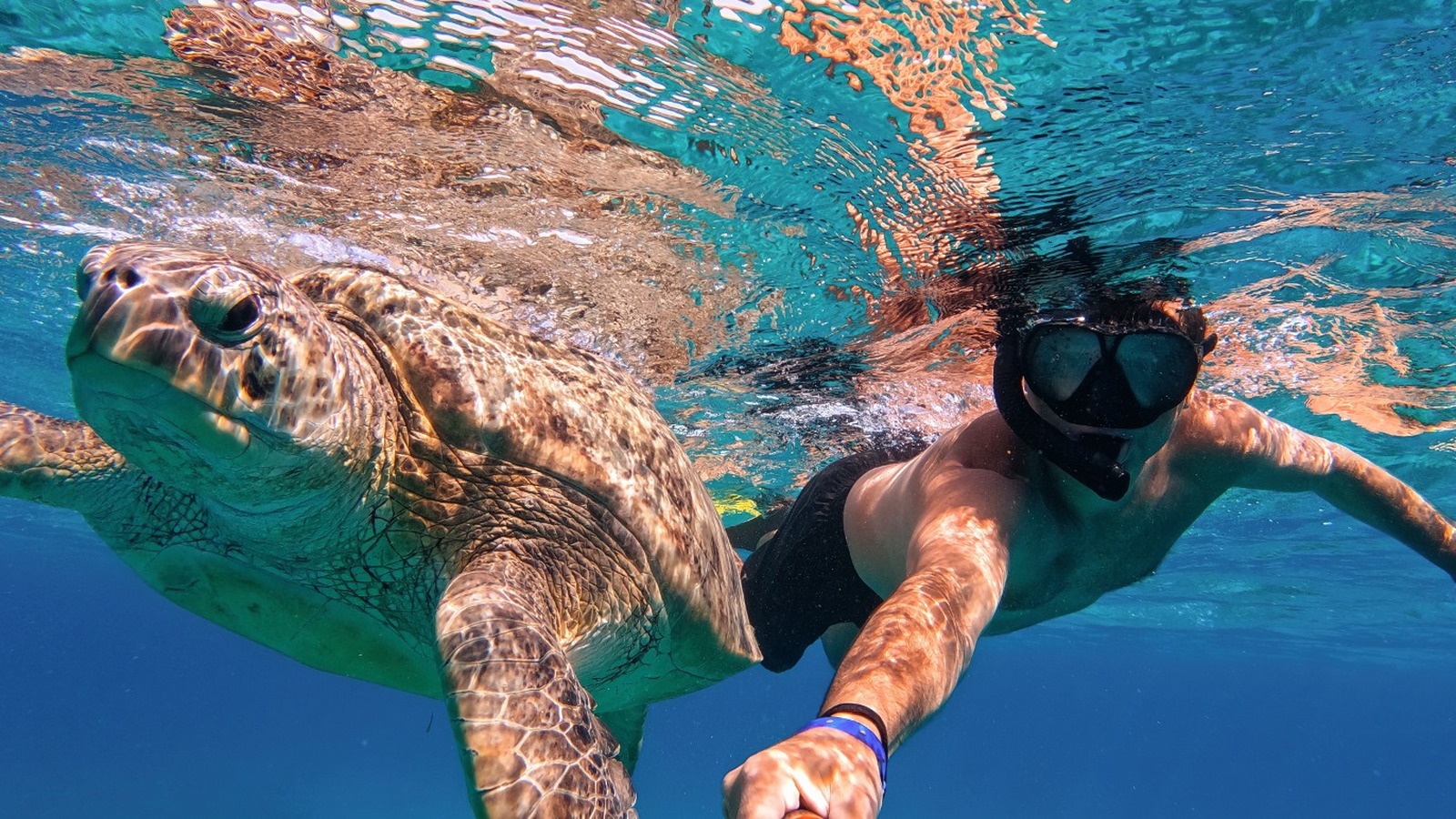 15 Resorts Where You Can Snorkel And Swim With Sea Turtles
