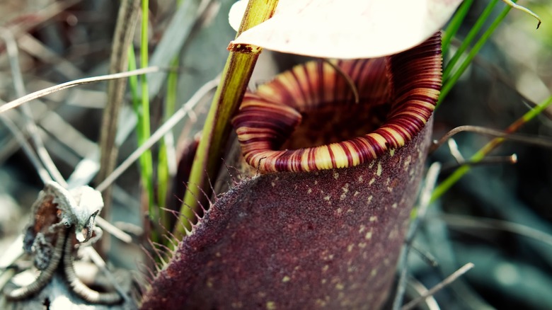 Attenborough's pitcher plant, the Philippines