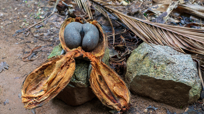 Coco de mer nut