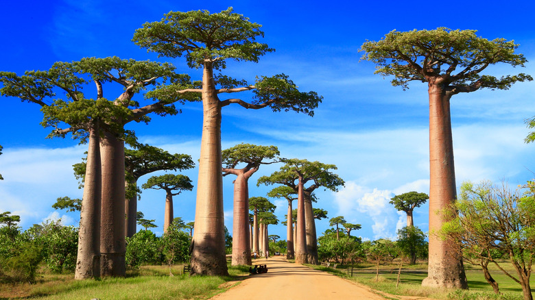 Baobab trees of Madagascar