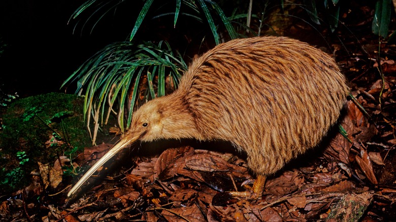 Kiwi bird in New Zealand