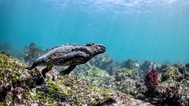 Marine iguana in Galápagos islands