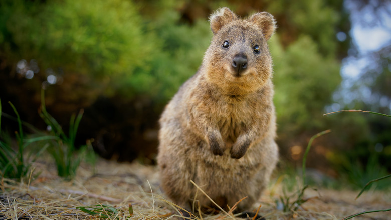 A quokka in Australia