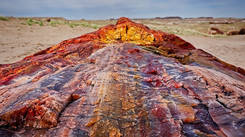 Wood in Arizona's Petrified Forest National Park.