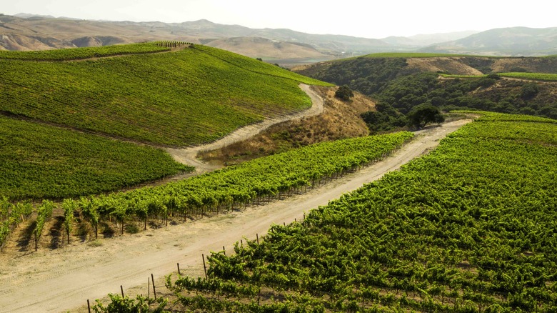 Bent Rock vineyard at The Hilt Estate