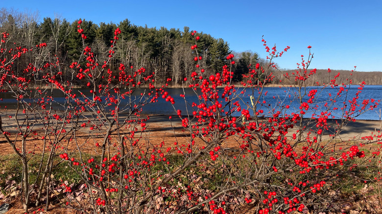 Lincoln Woods State Park holly