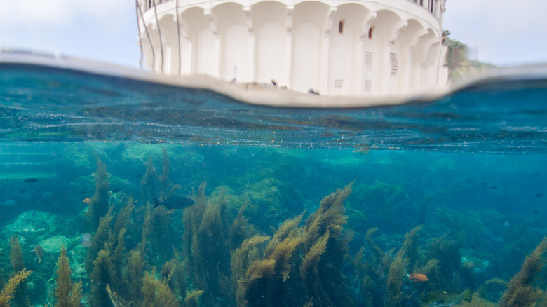 Waters of Catalina Island, California