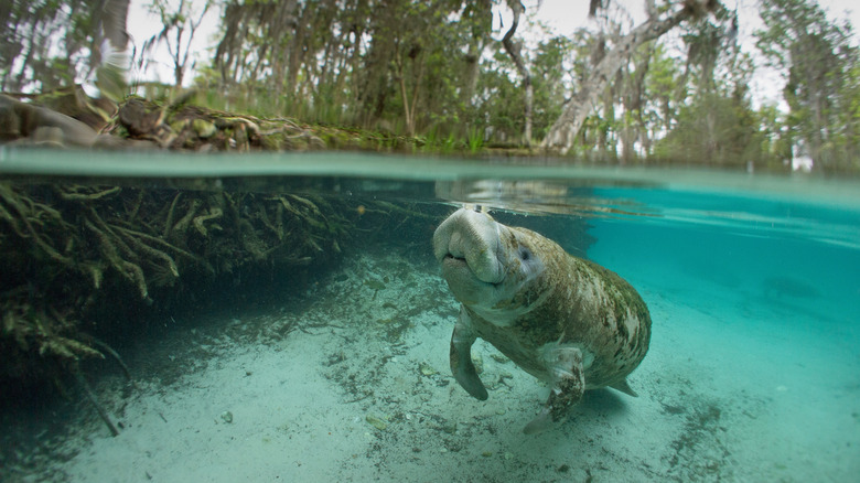 Manatee in Crystal River, Florida