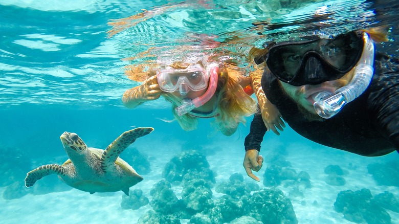 Family snorkels with a turtle