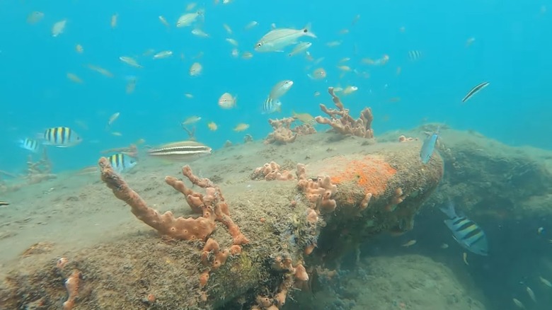 Phil Foster Memorial Park reef