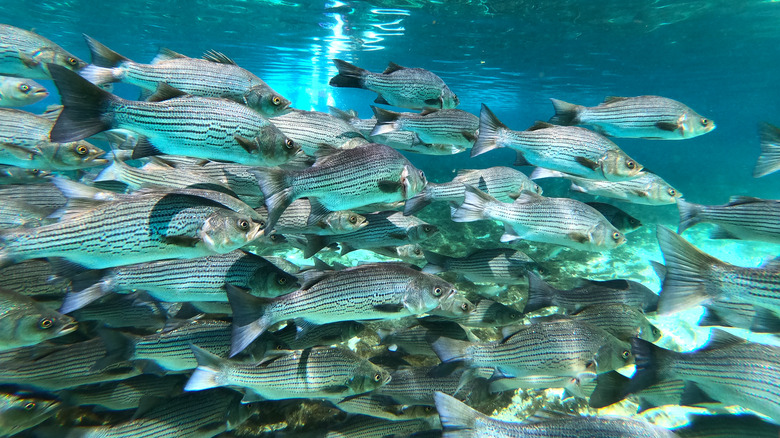 Silver Glen Springs striped bass