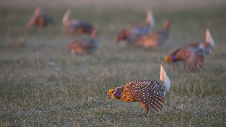 Group of sharp-tailed grouse performing mating dances in North Dakota