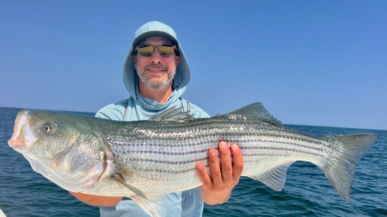 A man holds up a massive striped sea bass