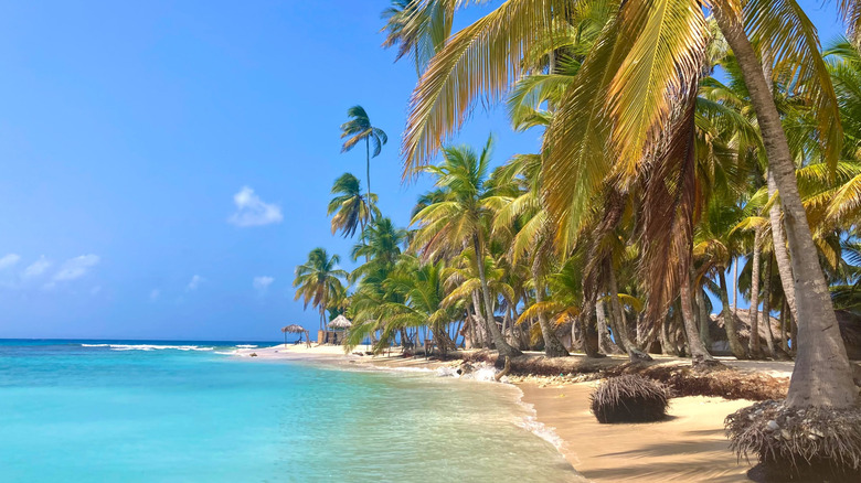 palm trees on Bocas del Toro beach in Panama