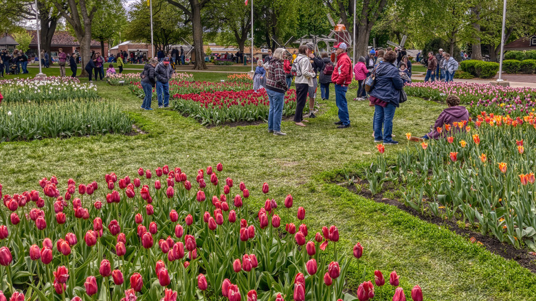 Retirees on grassy paths looking at the tulips during the Tulip Festival in Orange City, Iowa.