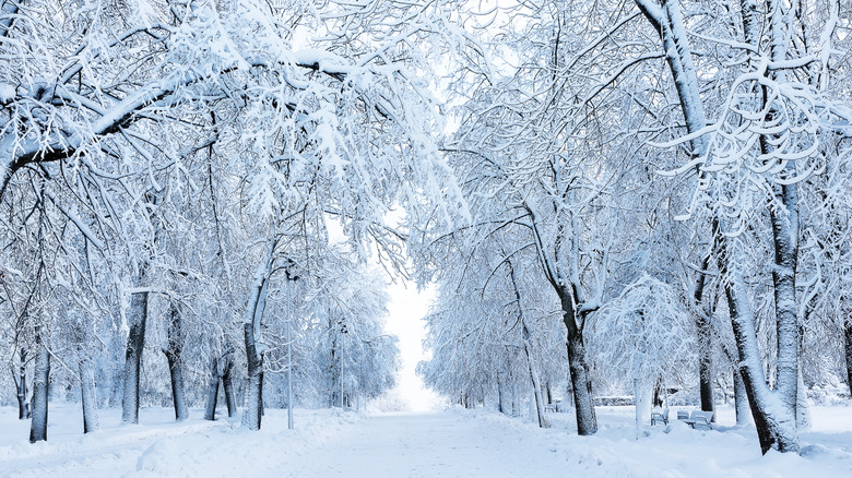 Snow covered, tree-lined road