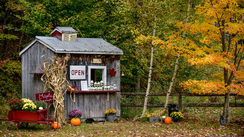 Fall foliage surround a rustic Vermont maple syrup stand