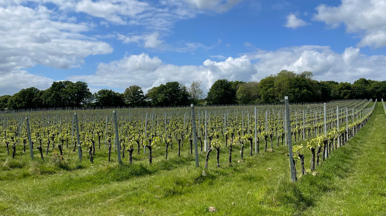 The vineyards of Gusbourne on a sunny day