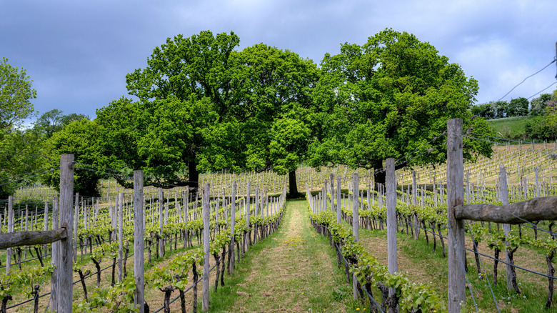 A vineyard in the English countryside