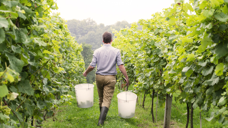 Winemaker in his vineyard