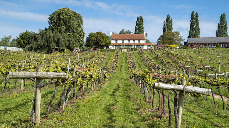 Row of grape vines at Three Choirs Vineyards on a sunny day