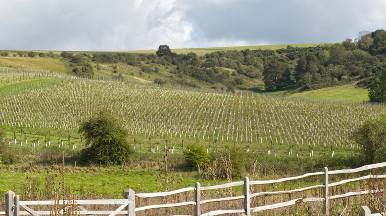 View of the Wiston Estate's vineyards