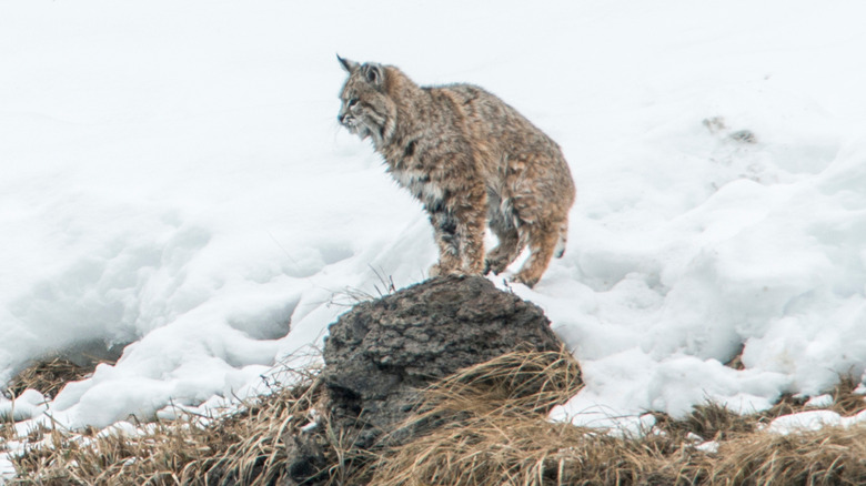 Bobcat by snowy river at Yellowstone National Park