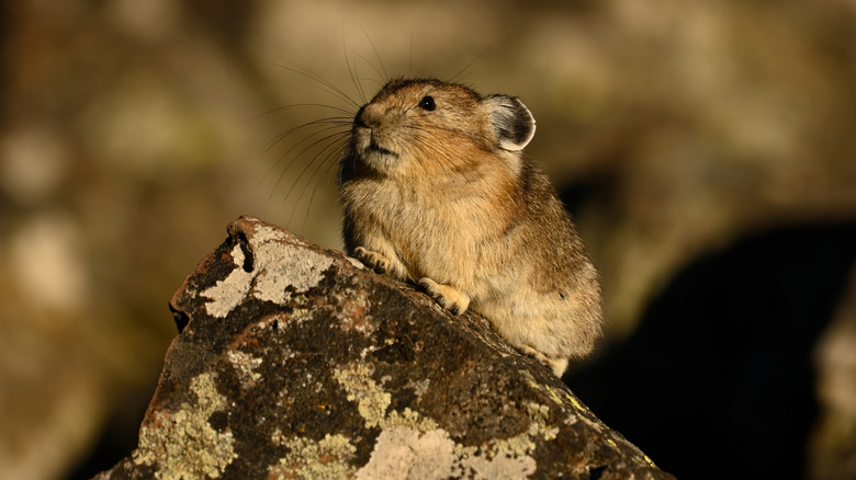 Pika on rock in Yellowstone National Park