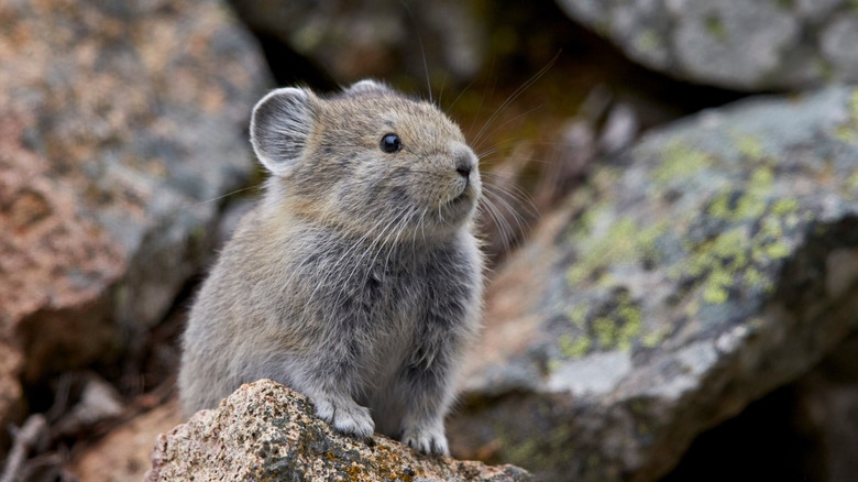 Pika in rocks at Yellowstone National Park