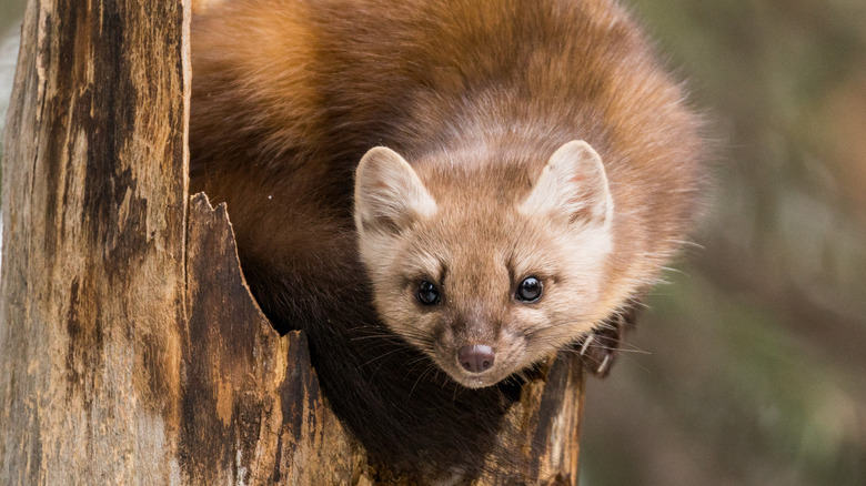 Pine marten perched in tree in Yellowstone National Park