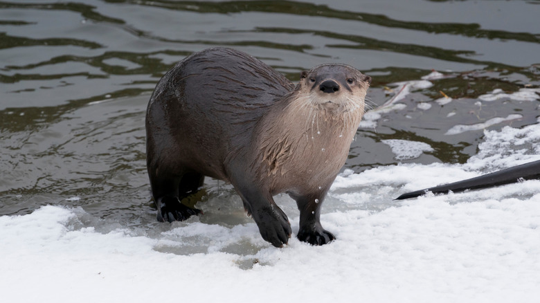 Otter crawling from water onto snowy bank in Yellowstone National Park