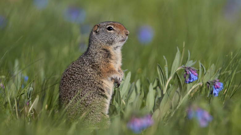 Uinta ground squirrel in field at Yellowstone National Park