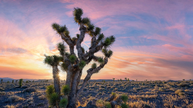 A Joshua tree in the desert