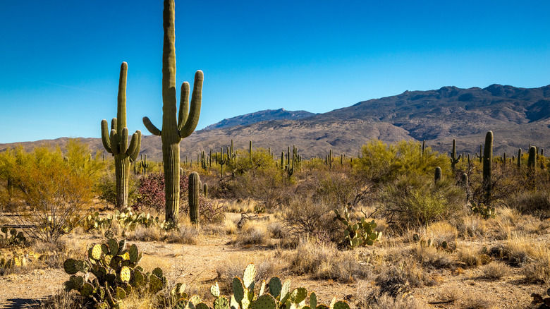 Saguaro National Park near Tuscon