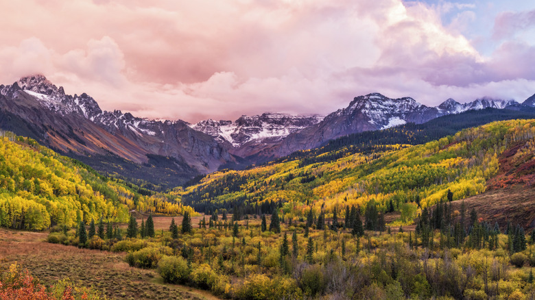 Yellow Aspen trees with mountains and cloud behind