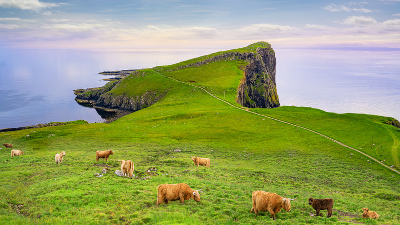 Skye island Nest Point lighthouse grazing bulls cattle photomount in Highlands Scotland UK in United Kingdom