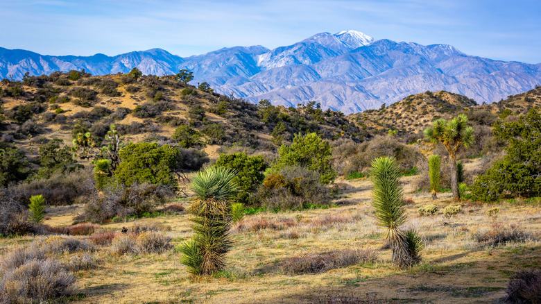 Scenery in Joshua Tree, California, with trees and mountains in the distance