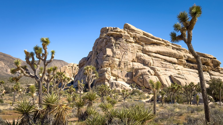 Joshua tree landscape with cacti and large rock cliffs in the distance