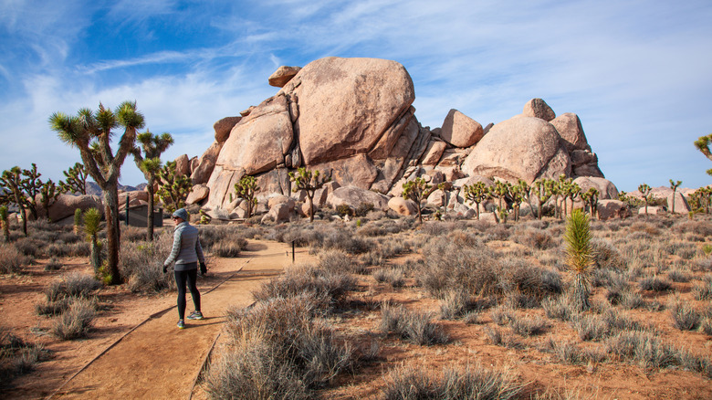 Woman hiking in California's Joshua Tree National Park surrounded by cacti and boulders