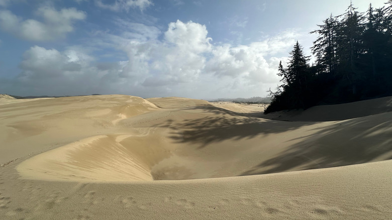A view of footprints along the John Dellenback Dunes Trail in the Oregon Dunes