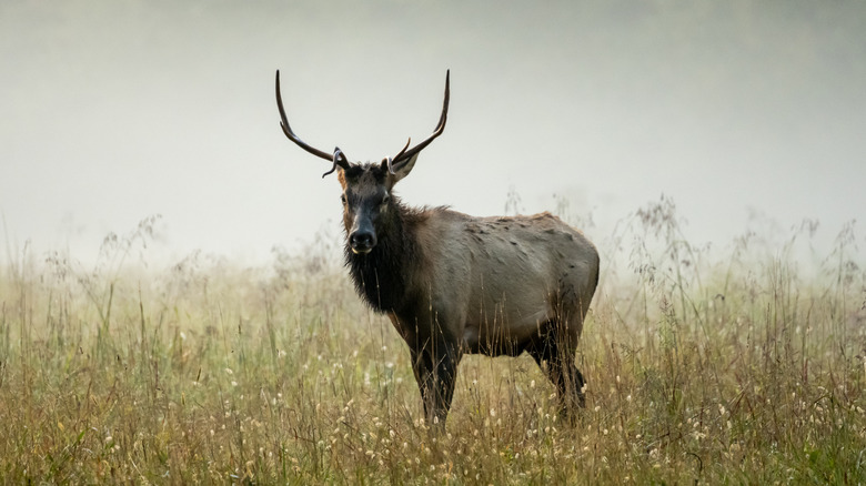 A elk in the morning mist in the Cataloochee Valley