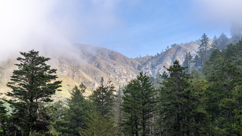 Fog floating through the redwoods and ridges at Pfeiffer Big Sur State Park.