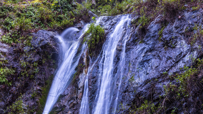 A rushing waterfall surrounded by green plants at  Pfeiffer Big Sur State Park.